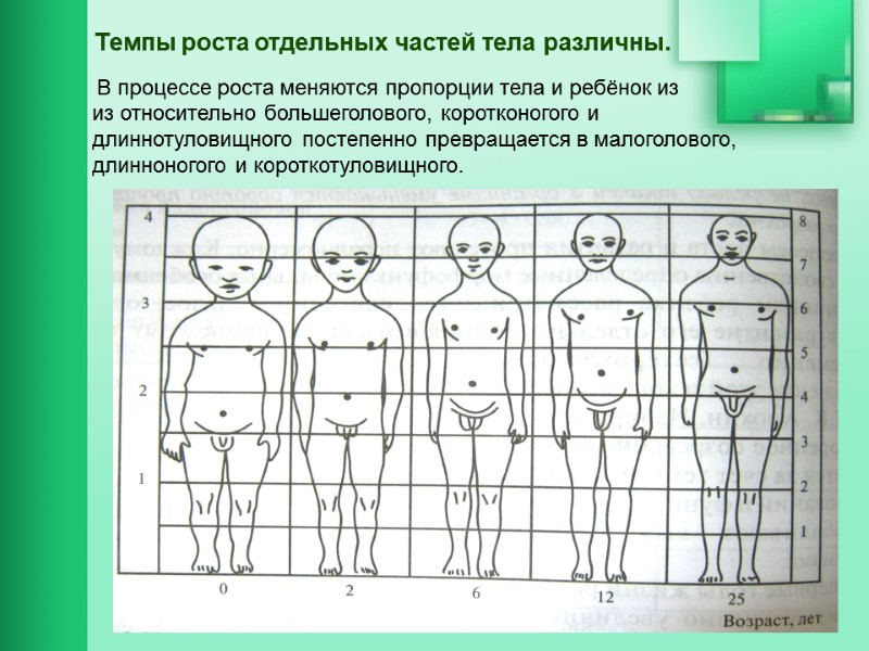 Темпы роста отдельных частей тела различны.      В процессе роста